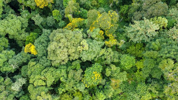 Les Joyaux Cachés de la Philatélie : Explorez les Timbres les Plus Rares du Monde